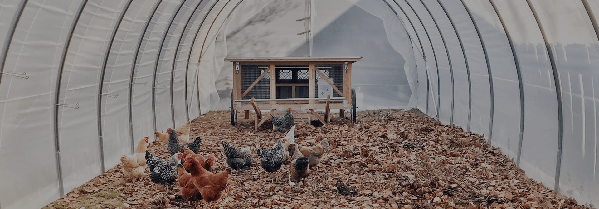 Things to consider when choosing your chicken coop Betsy