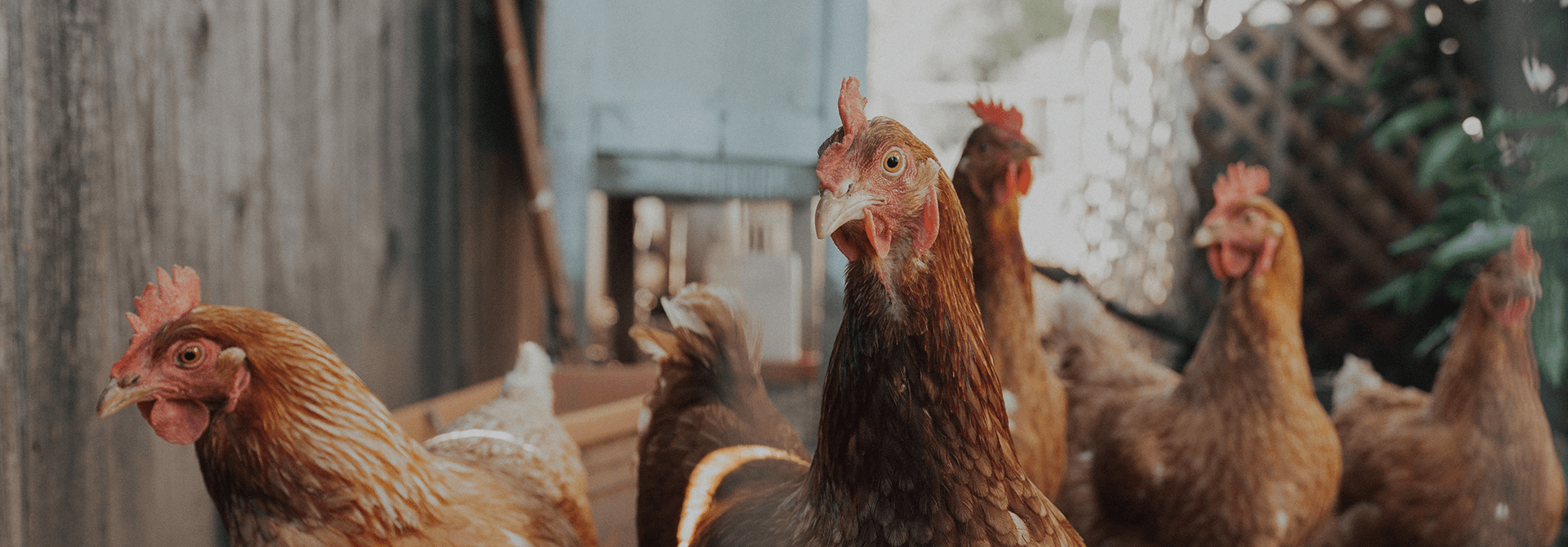 Training your pet chicken to recognise its name Betsy
