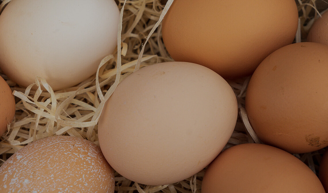 5 Tips to Ensure Clean Eggs - Grit